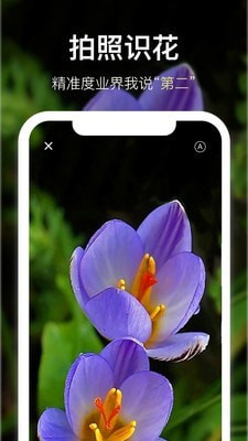 花将