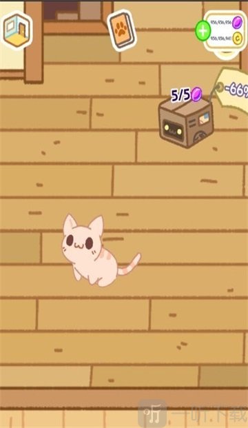 神奇猫咪在哪里