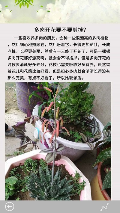 花草多肉日记