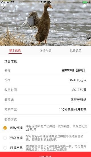 网小鸭