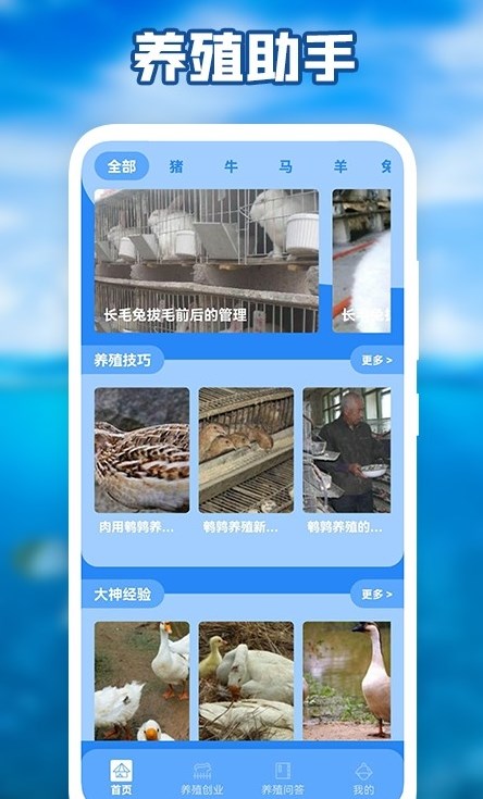 養豬場之星