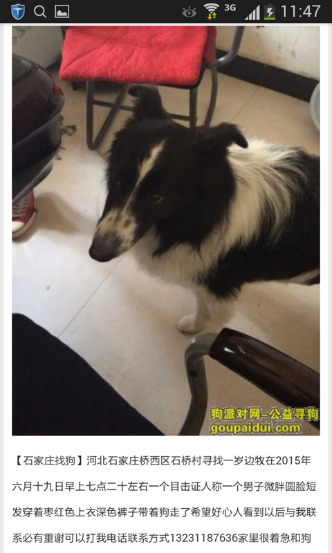 寻狗启示