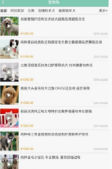 宠狐