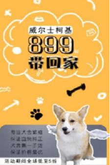 宠狐