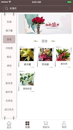 七彩云菊