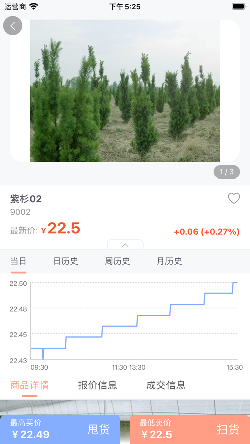 紫杉版块