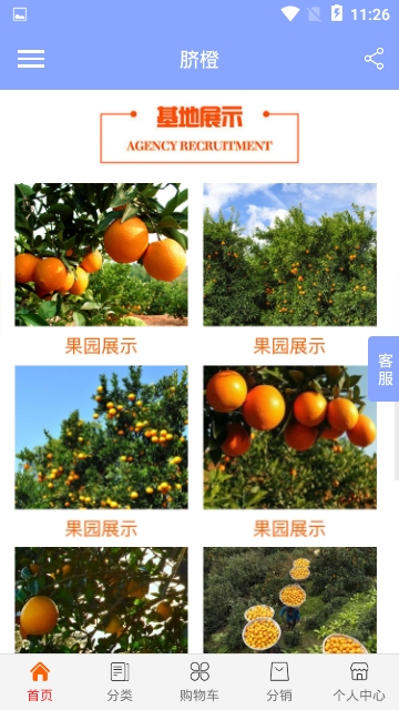 脐橙