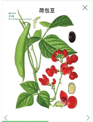 常用植物图鉴