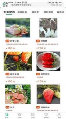 泉水草莓