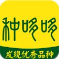 种哆哆