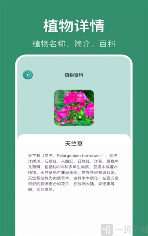 小黄养花