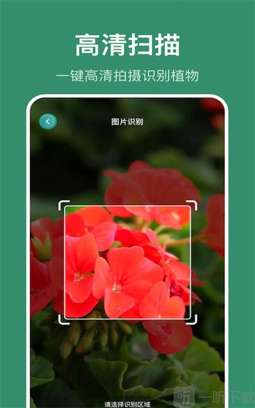 小黄养花