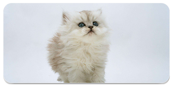 猫咪翻译软件