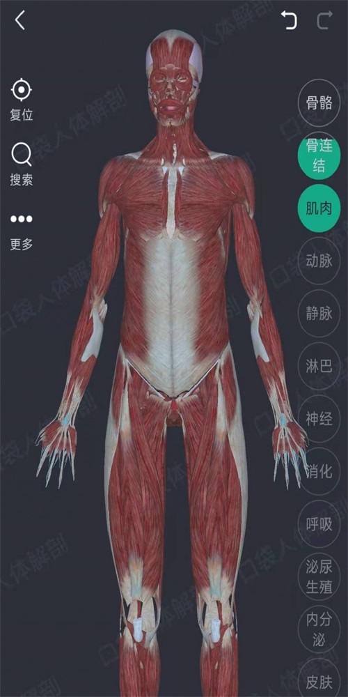 万康人体解剖