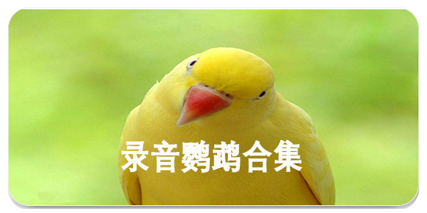 录音鹦鹉