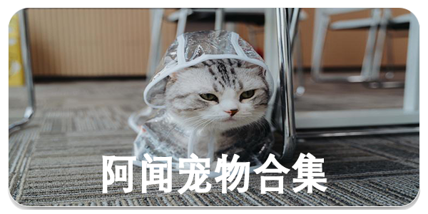 阿闻宠物