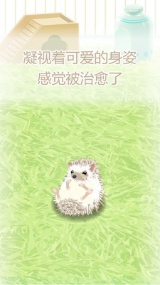 治愈的刺猬