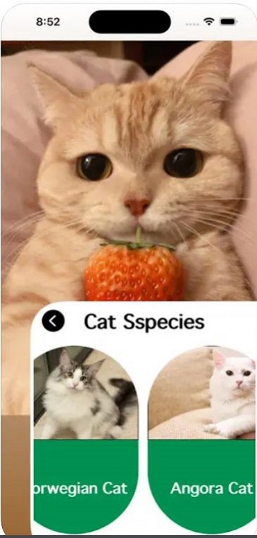 爱猫物语宠物店免费