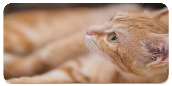 爱猫物语宠物店app