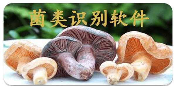 蘑菇识别扫一扫