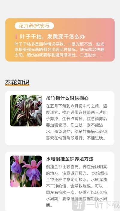 百花悦看