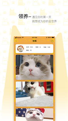 我要猫