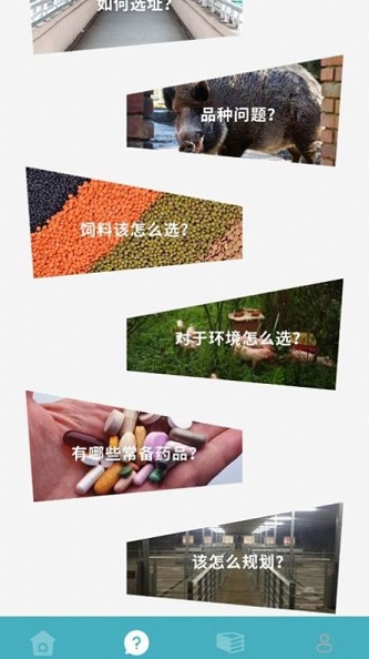 养殖猪猪世界