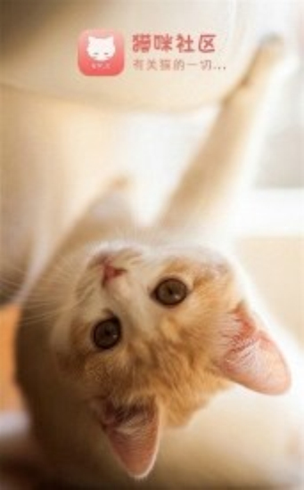 猫咪社区交友