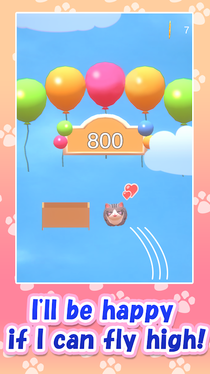空中的猫