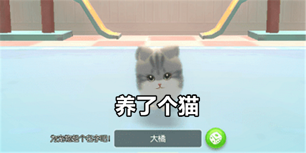 养了个猫