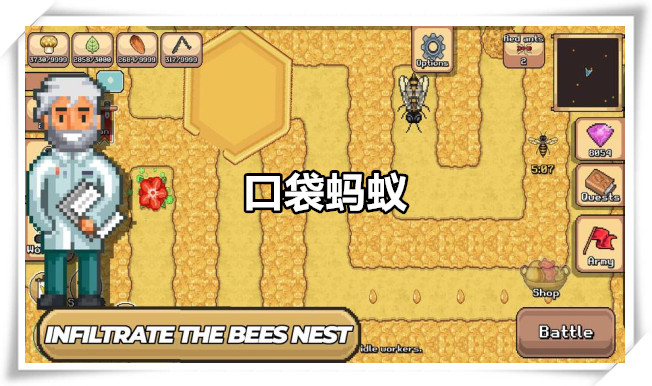 口袋蚂蚁
