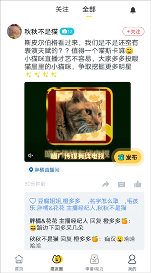 哈啰街猫流浪猫