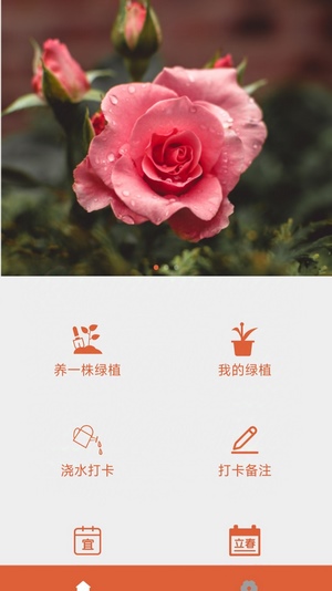 玫莲清露