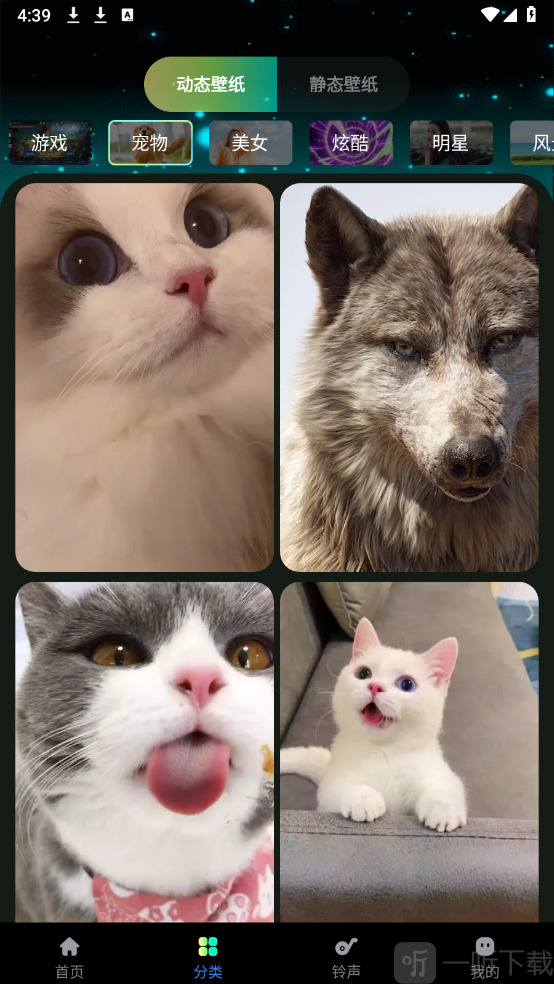 熊猫免费壁纸