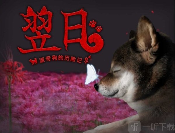 翌日波奇狗的历险记