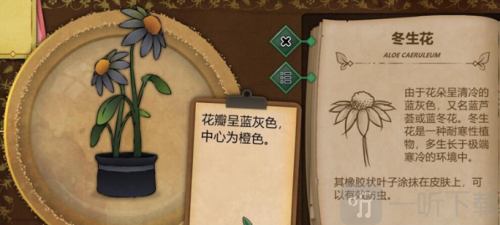 奇异园艺