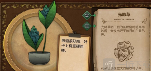 奇异园艺