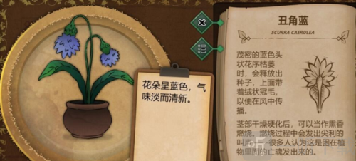 奇异园艺