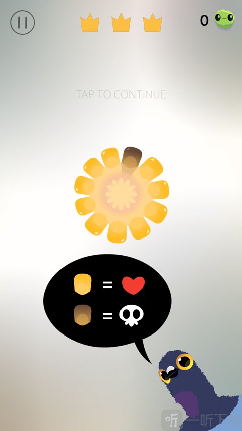 疯狂的鸽子pigeonpop