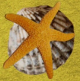夺宝小叮当