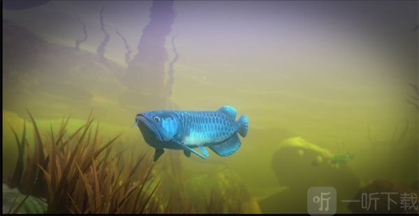 Piranha食人鲳鱼类图鉴