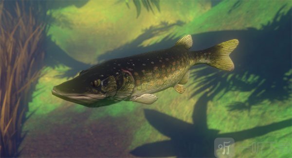 Catfish鲶鱼鱼类图鉴