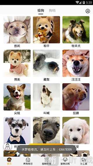 狗语翻译器首页声音选择