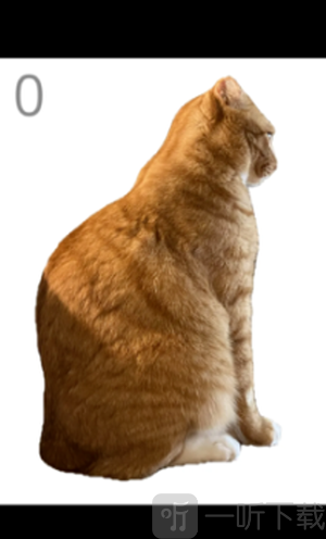 给猫梳毛