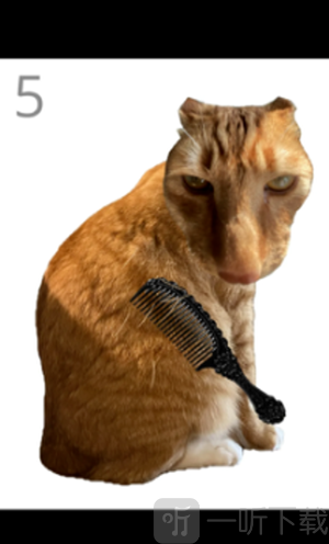 给猫梳毛