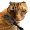 给猫梳毛