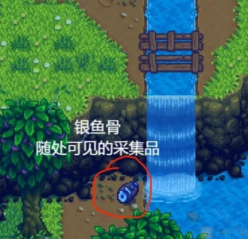 星露谷物语里奇赛德村银鱼骨获取地点