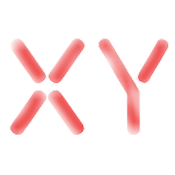 XY直装