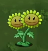 植物大战僵尸转基因版双子向日葵