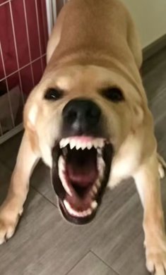 大狗大狗叫叫叫